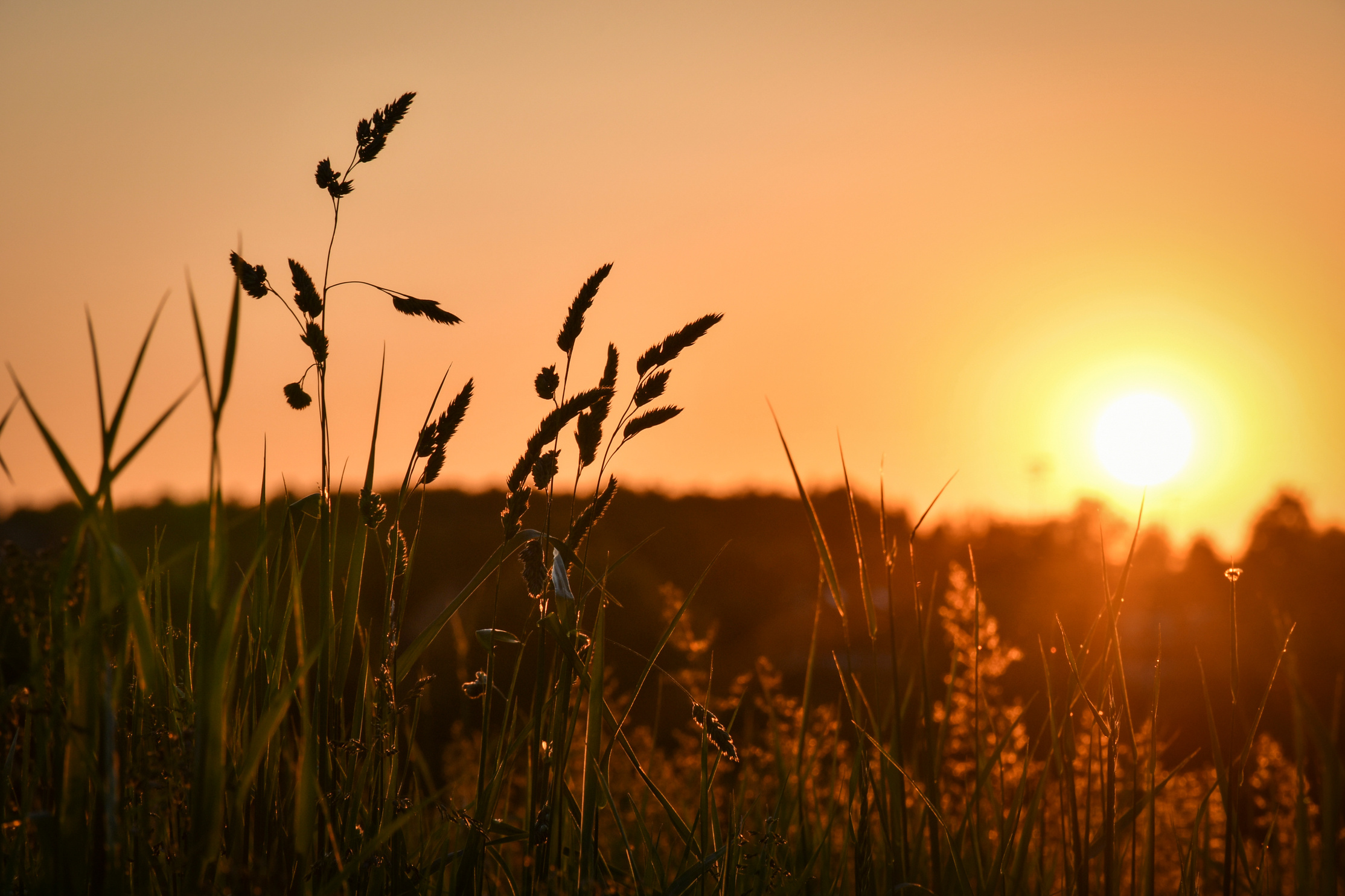 Summer Sunset Field